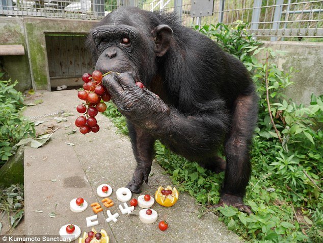 What do people who care for Kanako Down syndrome Monkey think about her condition?