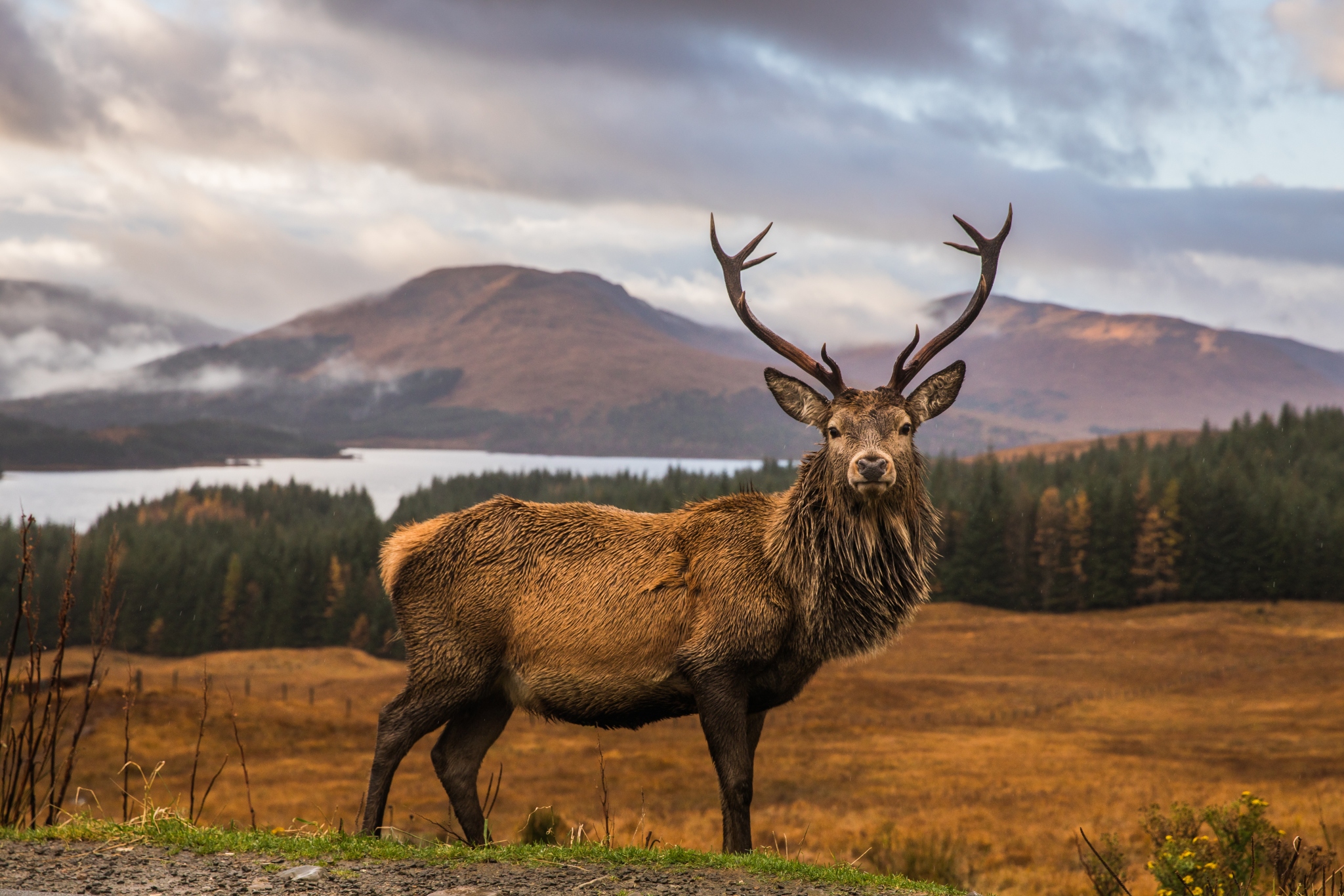 Red Deer: The Faunal Emblem Of Wild Animals Scotland