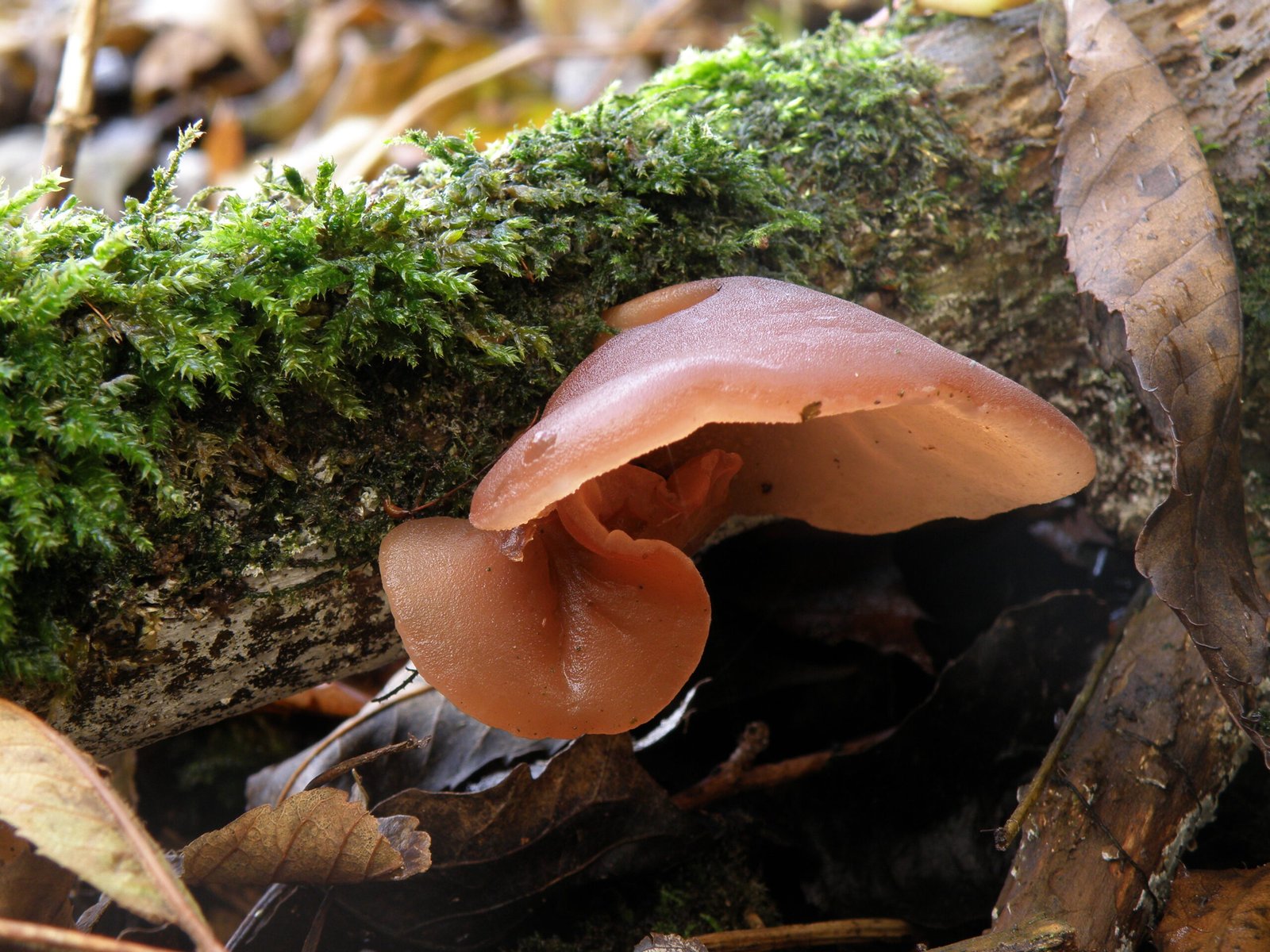 What are Kikurage Mushrooms?