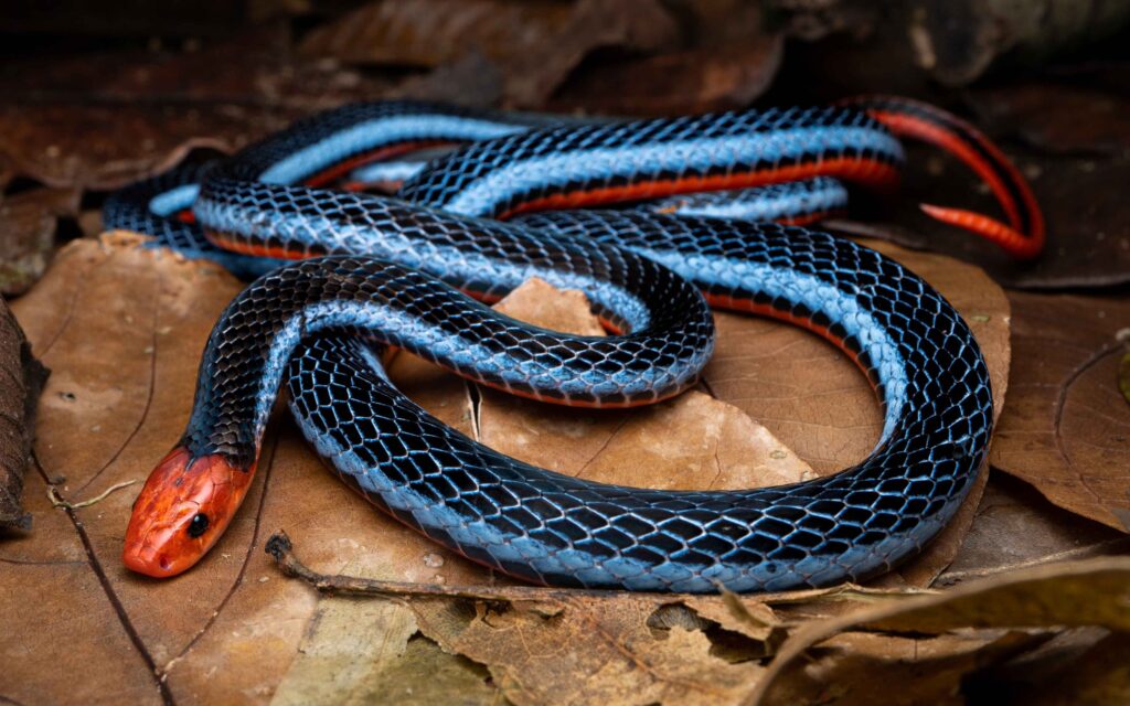 The Blue Coral Snake: A Dangerous New Species?