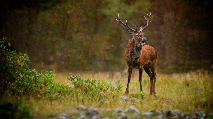 Why Is the Red Deer the Faunal Emblem of Wild Animals Scotland?