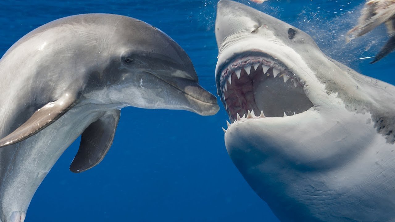 How Sharks Can Attack Dolphins