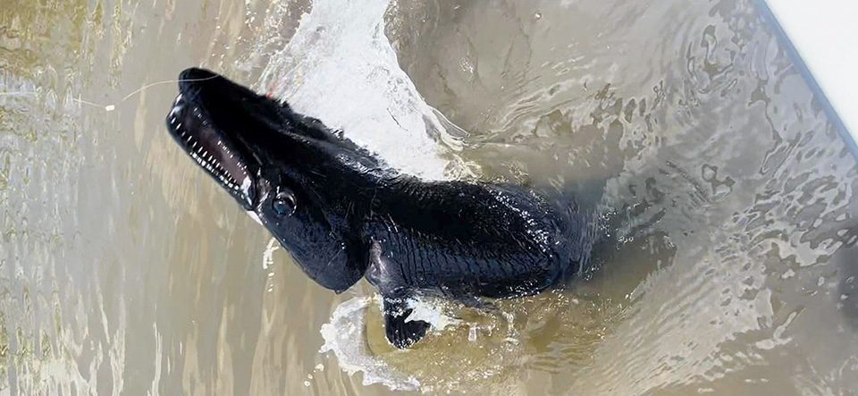 What is the Jet Black River Fish?