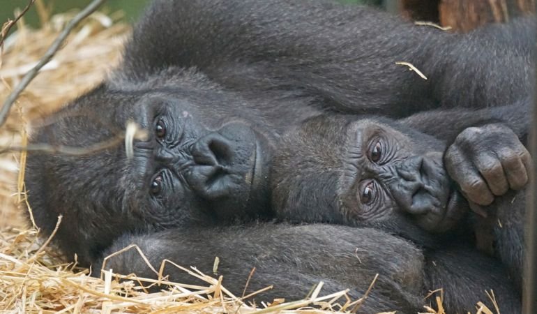 Why is Kanako's Down syndrome Monkey mother ignoring her?