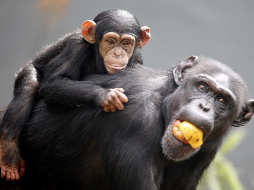 Kanako The Second With Down Syndrome Chimpanzee Found