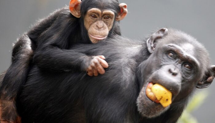 Kanako The Second With Down Syndrome Chimpanzee Found