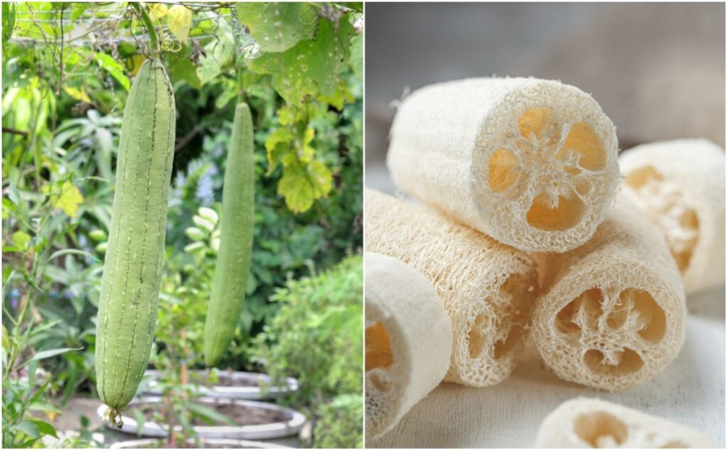 The Botanics Natural Loofah: A Sustainable Solution For Your Skin