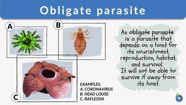 What are the benefits of a Cophyly for parasites?