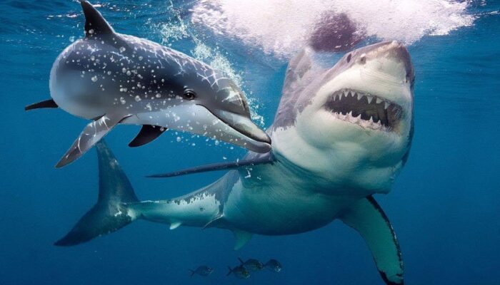 Did You Know Are Sharks Scared Of Dolphins?