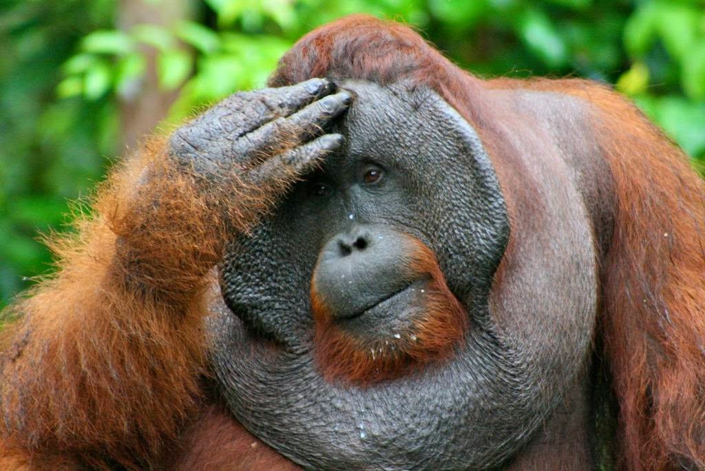 What is an orangutan flange?